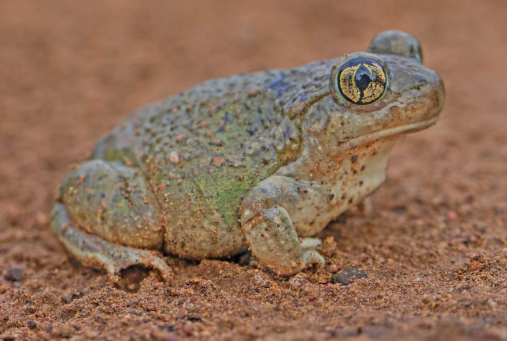 Critters of Iowa